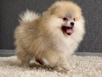 POMERANIAN BOO ORANGE ERKEK