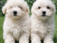 A Kalite Gerçek Maltese Terrier Köpekler