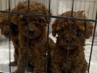 Kore red brown toy poodle kardeşler