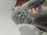 Safkan erkek dişi scottish fold
