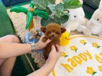 Şecereli Toy Poodle Veteriner Kontrollü Yavrular