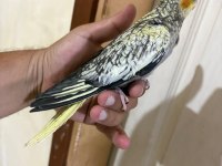 43 GÜNLÜK AKILLI SULTAN PAPAĞANI BEBEK