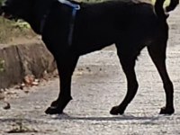 Köpeğimize çok çok acil yuva