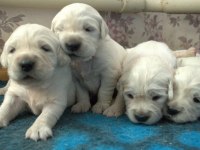Golden Retriever Adrese Teslim Kapıda Ödeme Yapabilirsiniz