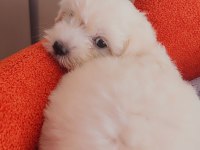 Maltese terrier orjinal malta köpeği