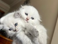 Küçük minik totis scottish fold yavrular