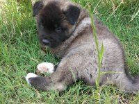Amerikan akita özel yavrular