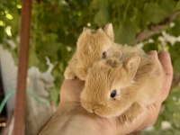 Karamel ve Beyaz NETHERLAND DWARF TAVŞAN
