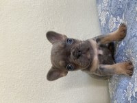 Lilac and Tan french bulldog Bebekler