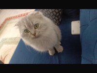 Damızlık scottish fold kedisi