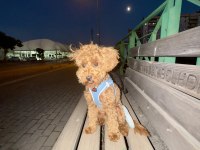 Sevgi Dolu 6 Aylık Toy Poodle Yeni Ailesini Bekliyor
