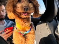 TOY POODLE 1 YAŞINDA