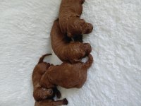 Orijinal kg garantili toy poodle bebekler