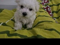 Maltese bebek
