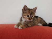 Acil yavru kedim