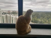 4 yaşında erkek scottish fold