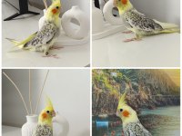 42 GÜNLÜK EV ÜRETİMİ ELE ALIŞKIN