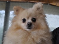Yetişkin pomeranian
