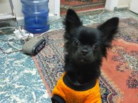 1.5 yaşındaki chihuahua oğlumuza eş arıyoruz
