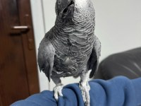 4 yaşında yarı evcil erkek jako papağanı