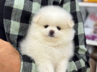 2 aylık pomeranian köpek