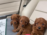 teslime hazır poodle bebişler