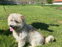 Akıllı Dişi Köpeğimi Sahiplendiriyorum