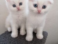 Scottish Fold Güzellik pofidik