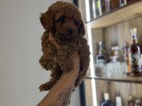 Oyun delisi poodle bebekler