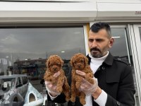 Show Kalite Toy Poodle Yavruları Fenomen Pets Ankara