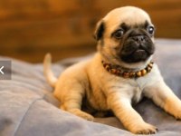 Satılık 2 aylık pug köpeğim