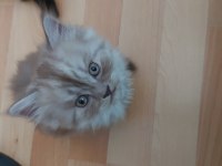 Ender Renkte British Longhair Kızımız