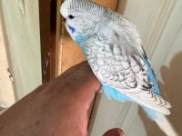 30 günlük kusursuz 3 jumbo erkek bebek muhabbet