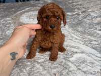 KOYU RENK TOY POODLE YAVRULARI 