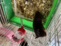Ücretsiz Hamster Yavrular
