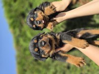 Safkan şecereli soydan rottweiler yavrular