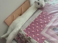 Şımarık nazlıcan scottish fold