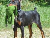 3 Aylık Aşıları Tamamlanmış Safkan Doberman