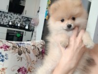 Pomeranian erkek 3 aylık