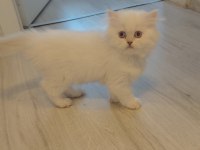British longhair dişi kedimiz