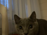 British shorthair kedisi