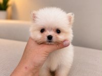 Pomeranian Teacup Bebeğimiz