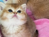 Ny12 Safkan British Shorthair Bebekler