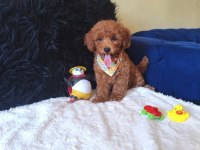Peluş Bir Erkek Poodle