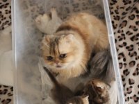 Cindy long hair golden safkan dişi