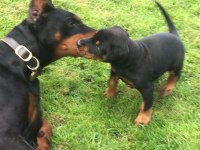 A KALİTE DOBERMAN YAVRULARI