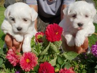Maltese Terrier Çok Sevimli Yavrular 