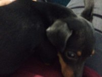 Yavru pinscher