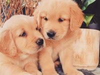 Baby face golden retriever bebekler