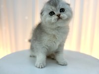 Show Class Silver Yakışıklı Scottish Fold